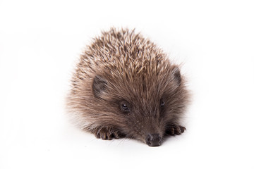 Hedgehog isolated on white background Close-up