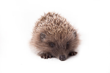 Hedgehog isolated on white background Close-up