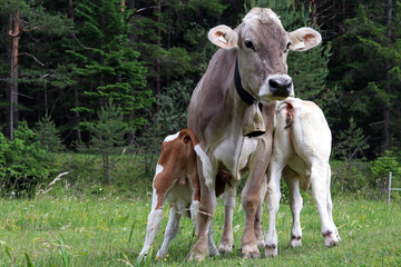 Eine Mutterkuh lässt ihre zwei Kälber am Euter trinken. Milchtrinken bei der Mutter. Braunvieh auf der Weide