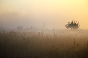 Fototapeta premium Fog landscape over a flower meadow, the first rays of dawn and dark silhouettes of trees against a sunrise, selective focus