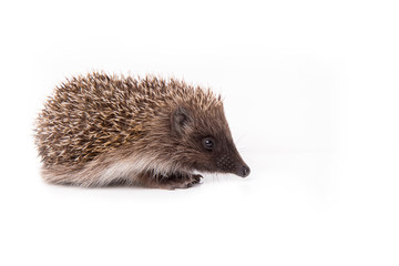 Hedgehog isolated on white background Close-up