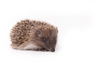 Hedgehog isolated on white background Close-up