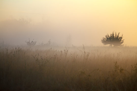 Fog landscape over a flower meadow, the first rays of dawn and dark silhouettes of trees against a sunrise, selective focus © Sahaidachnyi Roman