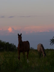 horse on pasture at sunset