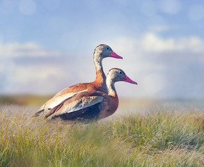 Black-bellied Whistling Ducks