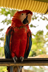 Hermosa guacamaya en su hábitat natural. © Phillip_Sp