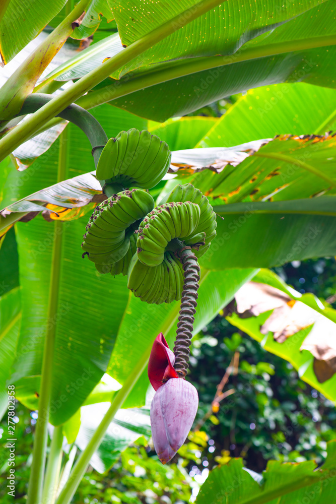 Sticker Thep Phanom banana in the nature