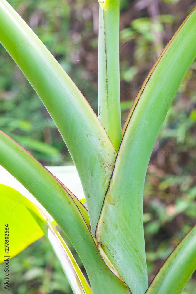 Sticker Tree of Pa Ranong banana in the nature