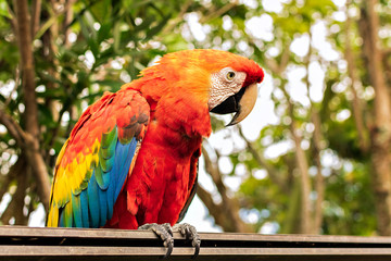 Hermosa guacamaya en su hábitat natural.