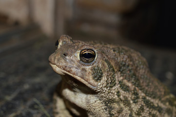 close up of a toad