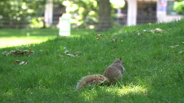 Central Park Squirrel, cute fluffy animal, closeup in grass