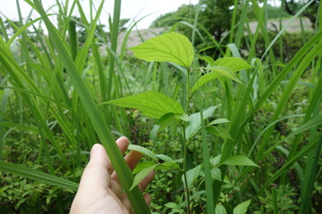 草に手を伸ばす