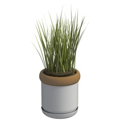 Home plant 3d illustration isolated on the white background