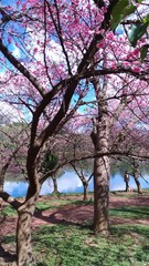 cherry tree in blossom