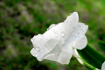 Drops of dew on white orchid petals The background is green grass.shallow focus effect.