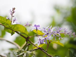 flower purple bouquet of five petals, like a 5-pointed petal, The top of the petals are hairy, The base of the petals is connected to the tube, Inside the flowers are 4-5 stamens