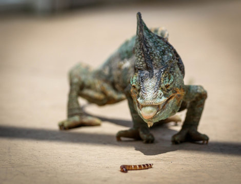 Veiled Chameleon / Reptile