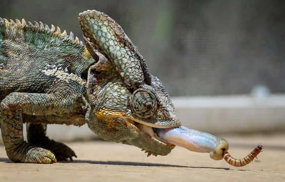 Veiled Chameleon / Reptile