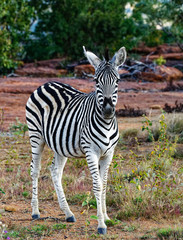 Zebra Foal Looking
