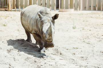 wild rhinoceros walking in zoo in summertime