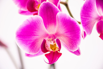 Fototapeta na wymiar Orquídea morada y sus detalles