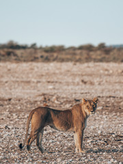 Serengeti