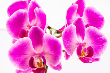 Fototapeta na wymiar Detalle de orquídeas en un fondo blanco