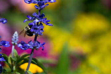 Bumble Bee on Colorful Background