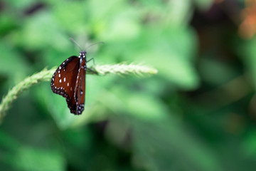 Queen Butterfly on a Leaf 