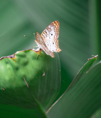 butterfly on a leaf