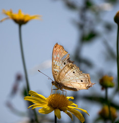Butterfly on a Yellow Flower Blue Sky 