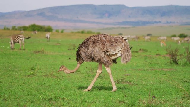 Female ostrich in Maasai Mara