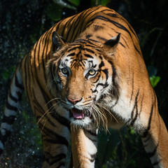 Portrait of tiger.