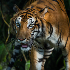 Portrait of tiger.