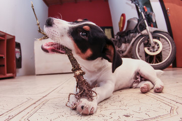 Llegue y se estaba comiendo el bonsai 