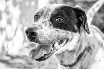 Portrait of a purebred Dalmatian 8