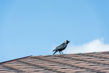 black raven sitting on roof against blue sly with cloud