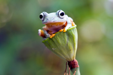 Fototapeta premium flying tree frog, wallace frog, rhacophorus reinwardtii