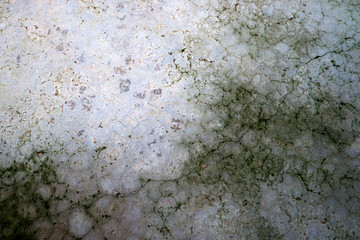 Moss lichen On the old cement floor
