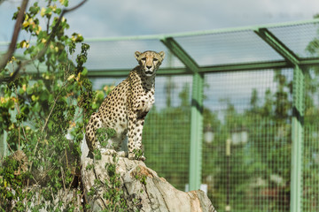selective focus of wild leopard near green plants in zoo