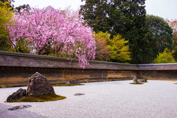 京都　龍安寺の石庭と枝垂れ桜