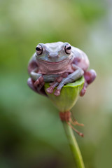 Dumpy frog,  green tree frog, papua green tree frog