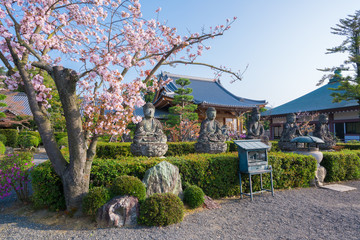 京都　五智山蓮華寺の石仏と桜