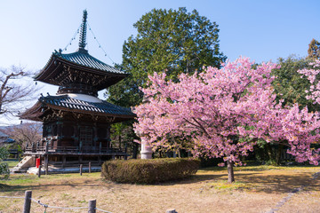 京都　清凉寺の桜