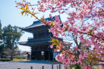 京都　清凉寺の三門と桜