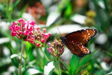 Monarch Butterfly 
