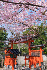 Fototapeta na wymiar 京都　車折神社の桜　