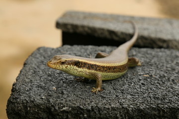 lizard on the rock animal