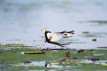 pheasant-tailed jacana