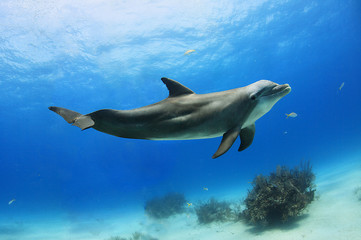 Playful dolphin posing in front of camera
